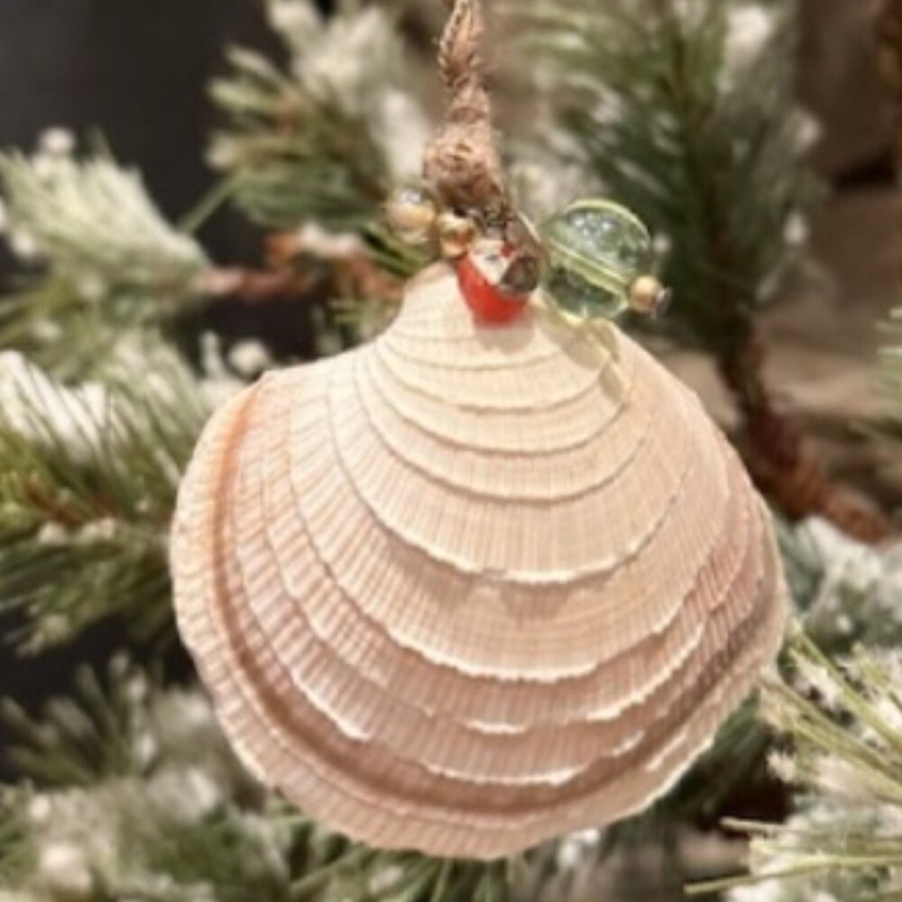 NATURAL 'REAL'  TIGER LUCINE SEA SHELL CHRISTMAS ORNAMENT 2" ~ 2.25" * Sanibel
